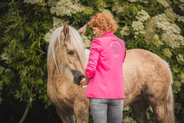 Paard